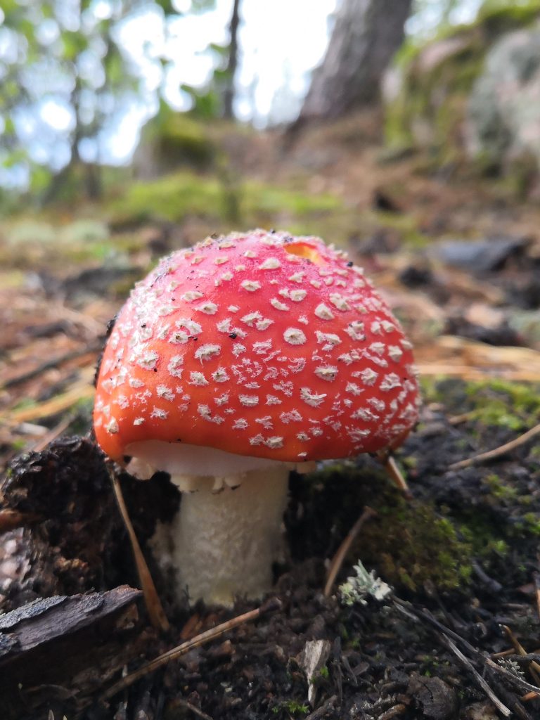 Lähikuva kärpässienestä