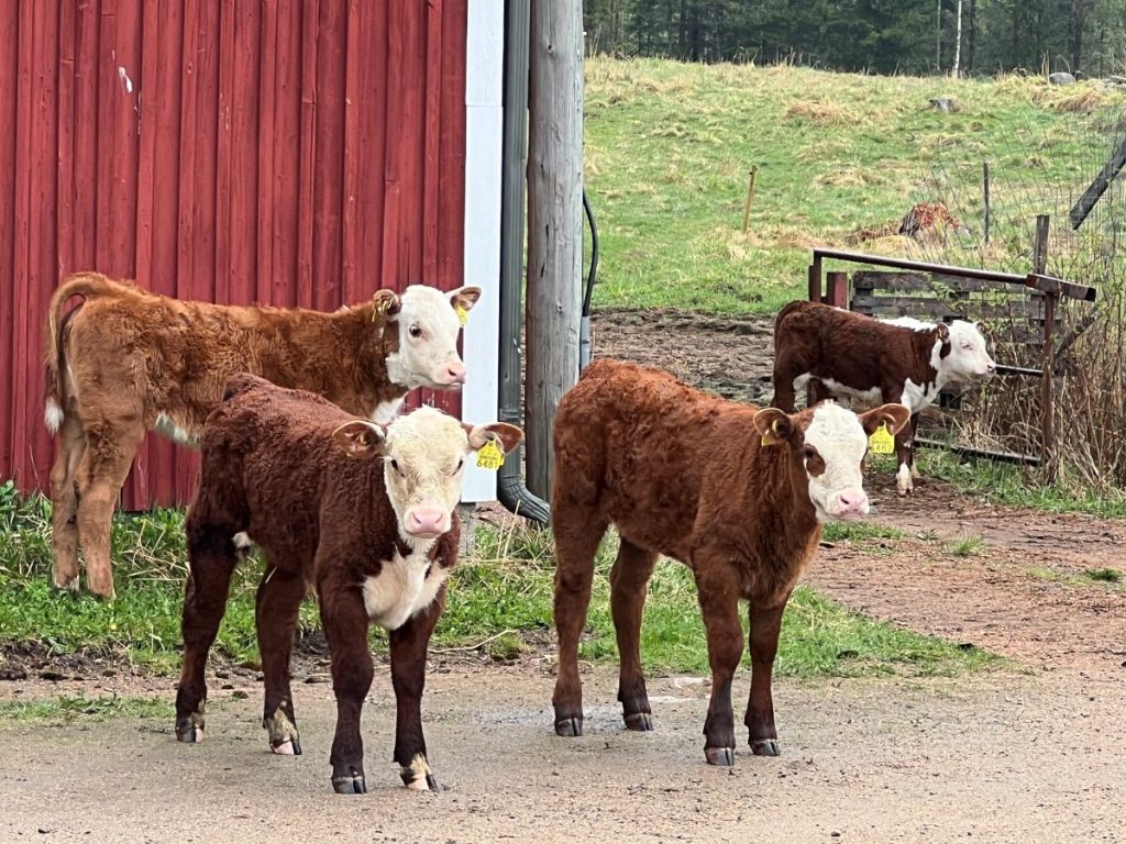 Kolme hereford-vasikkaa pihamaalla punaisen navetan kupeessa seisomassa