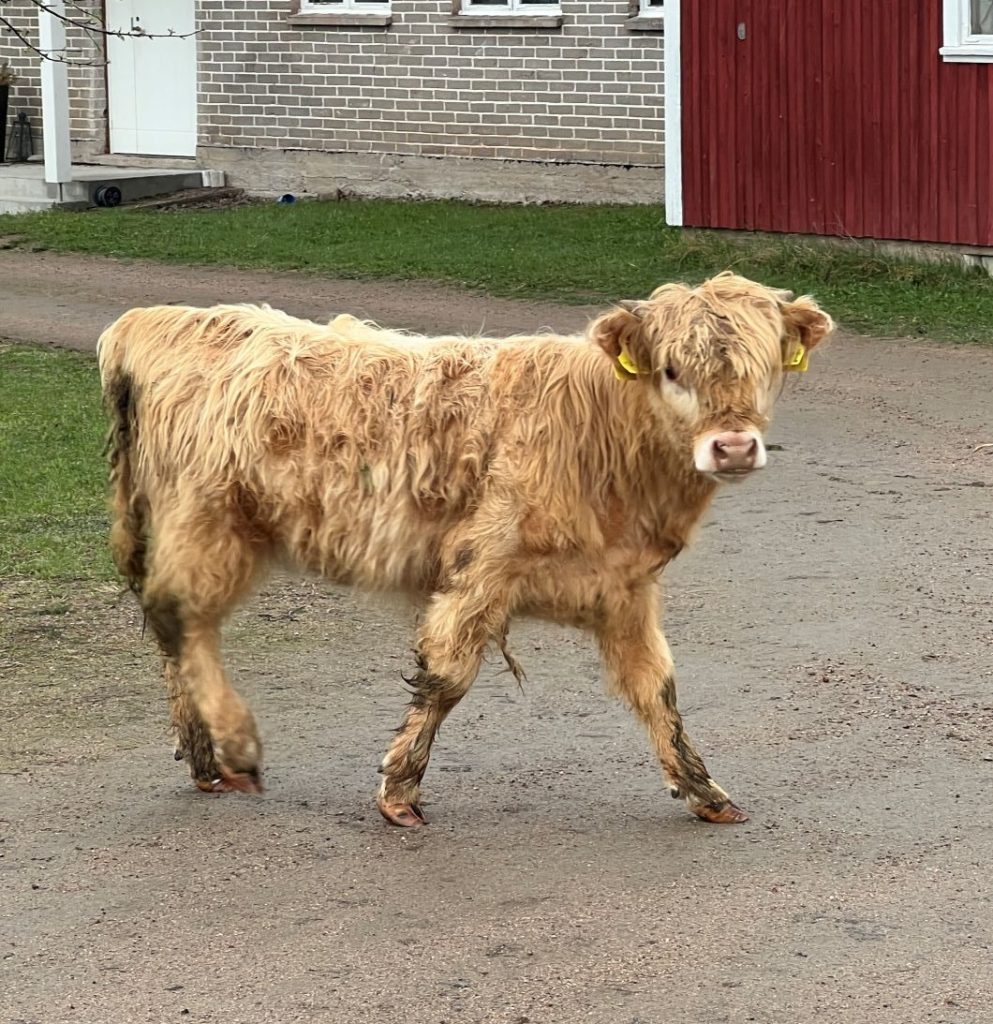 Highland-karjan vasikka kävelemässä maatalon pihassa