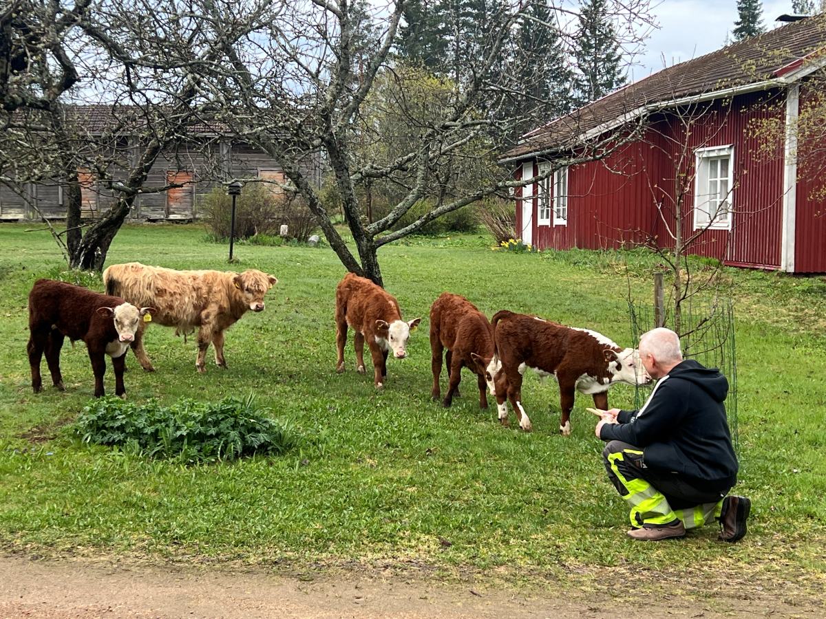 Mies istuu nurmikolla ja juttelee vasikoille